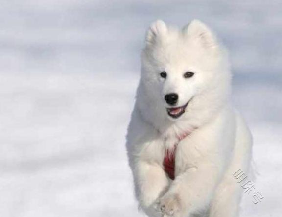 萨摩耶在雪地上狂奔起来，追都追不上，但过一会又跑回来了