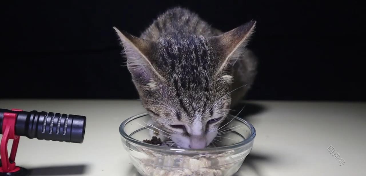 猫咪可以吃黄瓜吗？生活里的哪些食物可以给猫咪吃