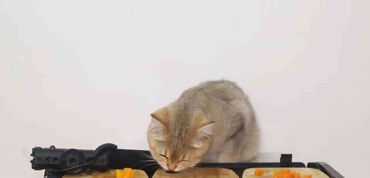 猫咪可以吃黄瓜吗？生活里的哪些食物可以给猫咪吃