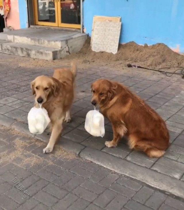 金毛叼着馒头往地上一坐，主人转眼看它的同伴