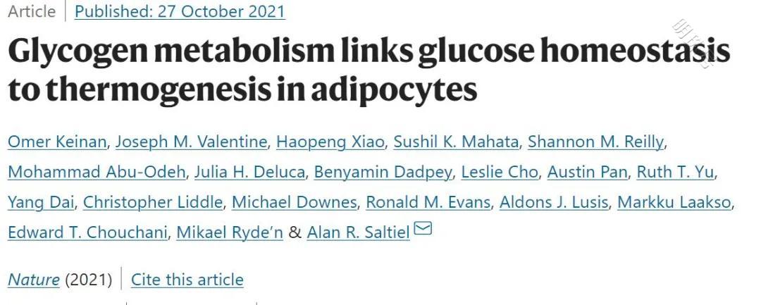 科学家发现脂肪细胞中的糖原通路