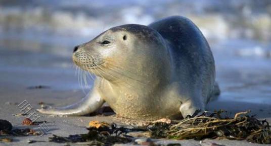 纳米比亚海洋生物学家发现海豹尸体，死亡数量超过7000只