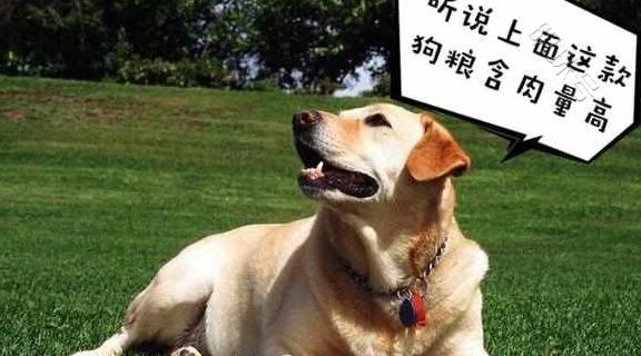 选拉布拉多犬的5大理由，聪明好训拉布拉多犬