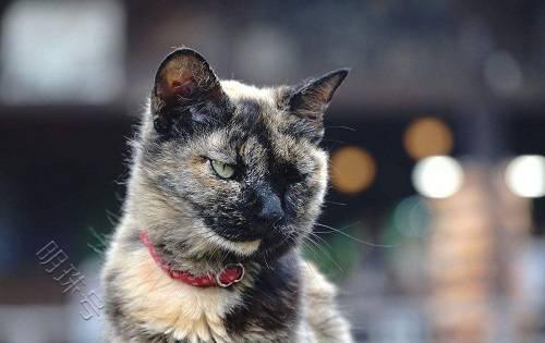 给猫咪选购猫粮时，主要看配料表的前五位，猫粮占比越大