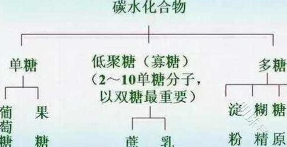 碳水的摄入与健康、健身的关系