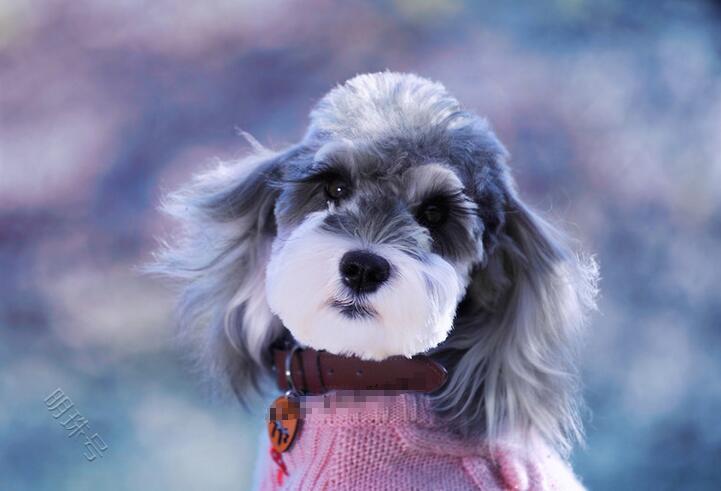 太真实！不想养雪纳瑞犬的N种理由！