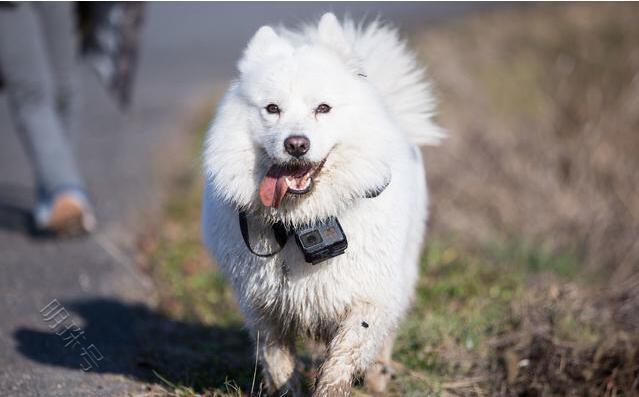 奉劝一句：想把萨摩耶犬养好，这6件事别漏做