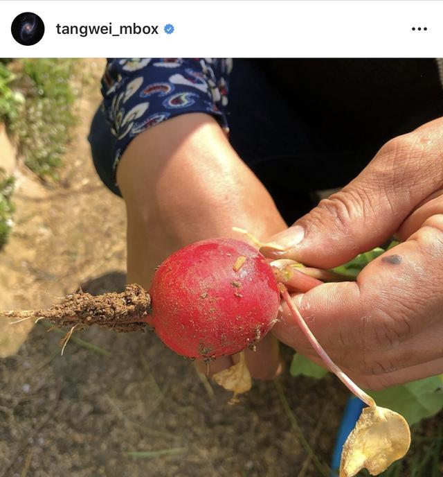 汤唯与丈夫女儿一起去菜园劳作，与丈夫女儿知名度蹿升