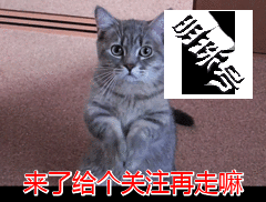 养狸花猫的七大好处，不养不知道