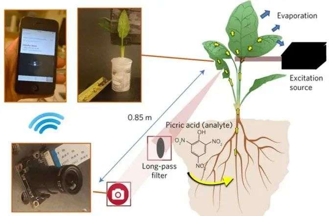 让菠菜变身「裁判」，植物也能给我们发「电子邮件」了