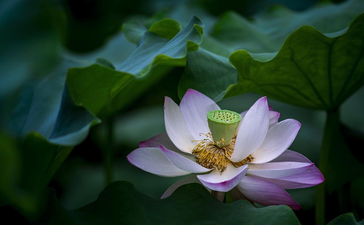 如果有来生，要做一棵树