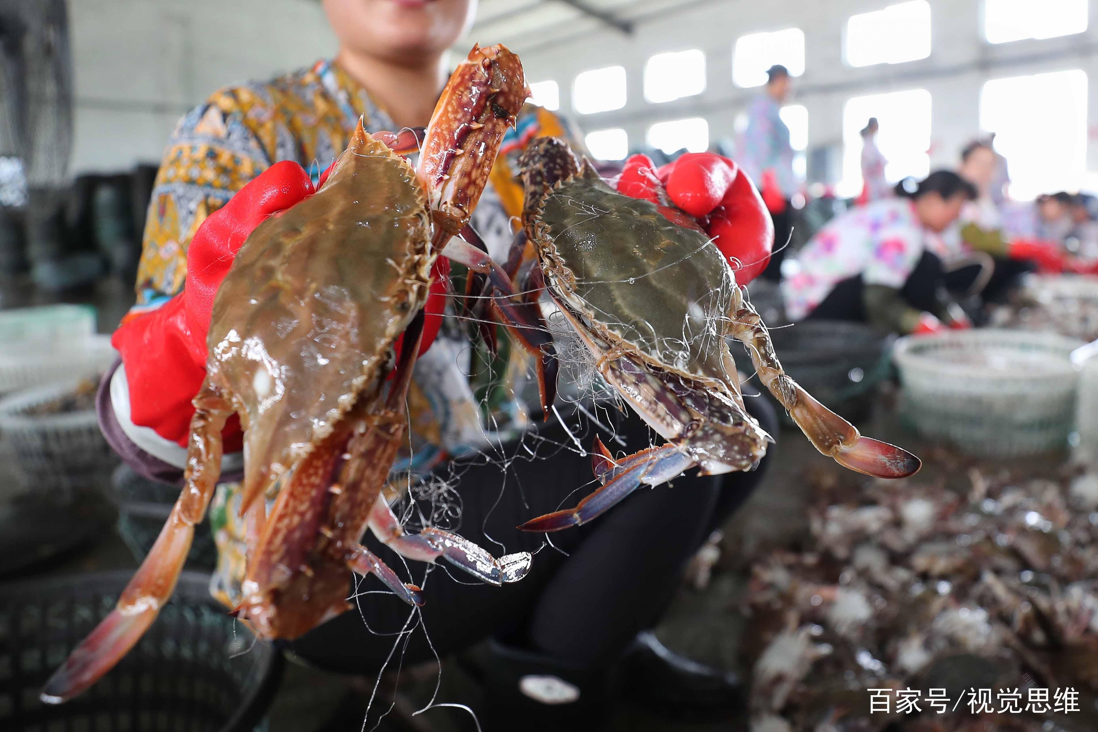 谁说冬季海鲜盈满则亏？闽正海鲜正迎来一年之中最丰腴的时刻