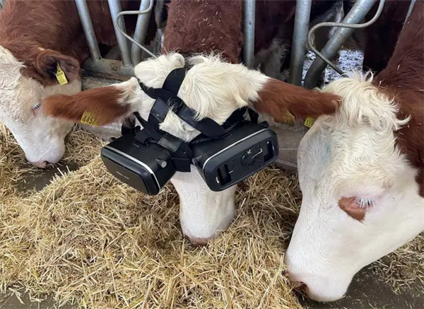 农场养殖户给奶牛带上vr眼镜，产奶量从22升增加到27升