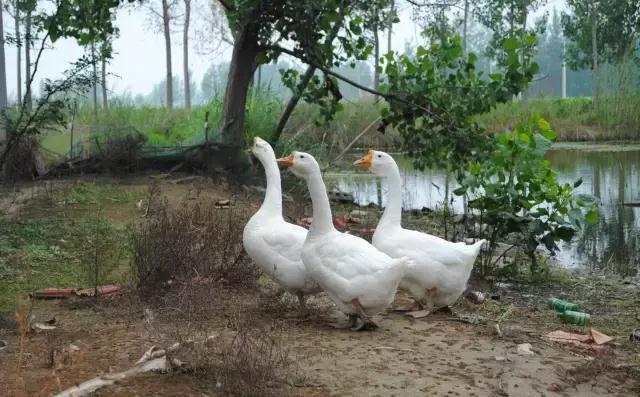 乡村，是乡邻们的永远圣地