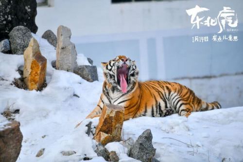 电影《东北虎》章宇马丽“飙戏”视频上线2天点赞破10万