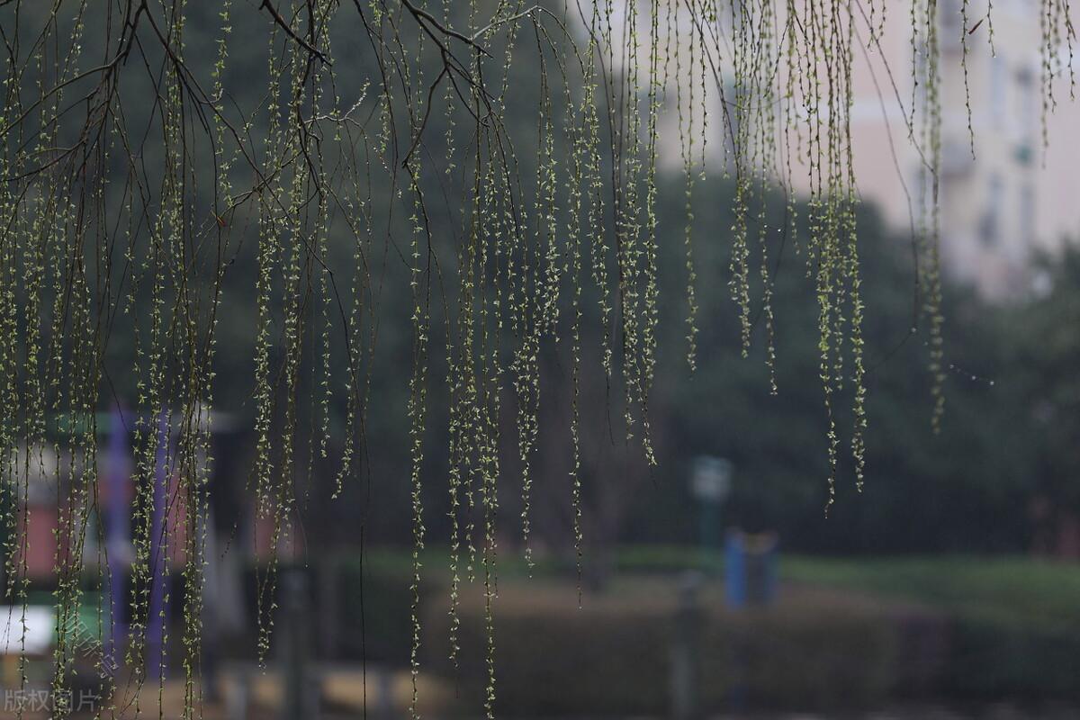 烟雨的四月