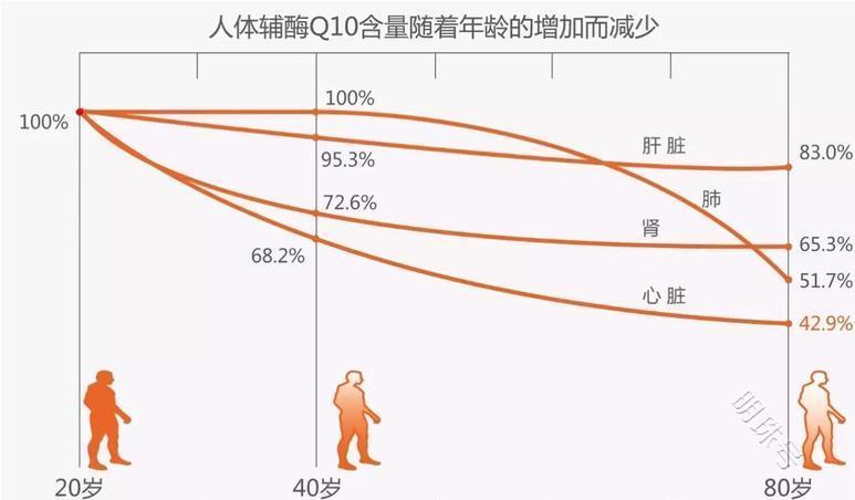 30岁是个明显的坎，身体精神下滑不可避免，及时补充辅酶Q10