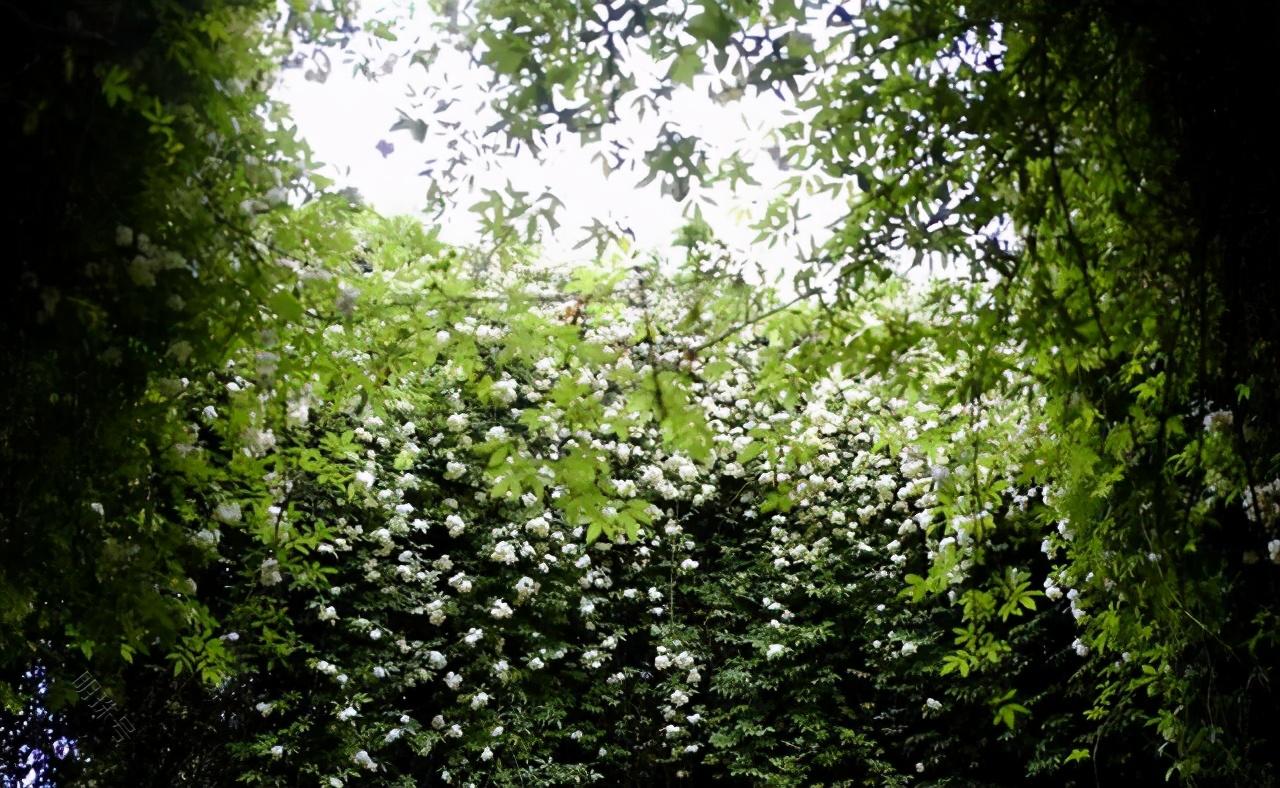 木香花的笑声