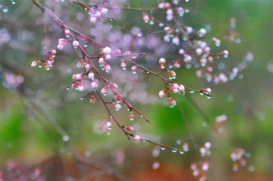 烟雨深处的人