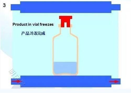 用一些图文来阐述西林瓶是怎么进行冷冻干燥的过程