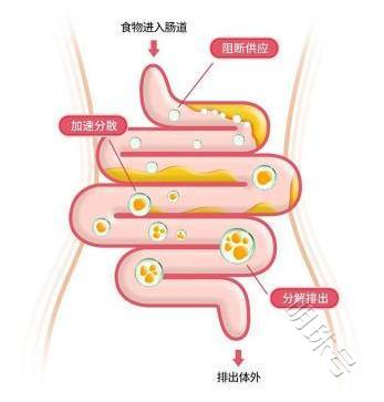 身材走形的原因是高糖还是高脂？看看这个实验会出乎你的意料