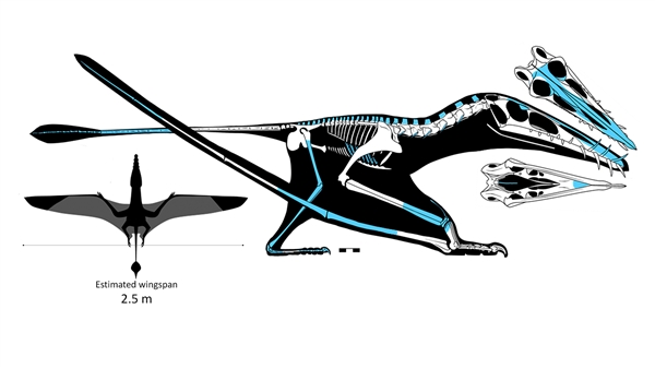 科学家发现1.7亿年前侏罗纪时期最大翼龙