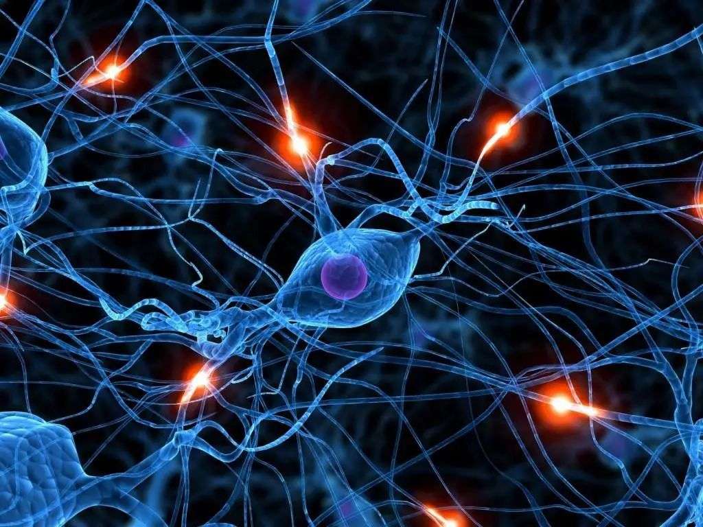 神经拟态芯片与人脑设计