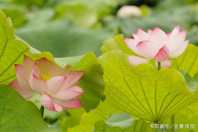 《菜根谭》：不争，其实是一种大智慧