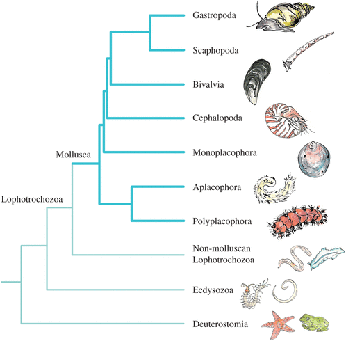 探索海洋生物：藻类海蛞蝓