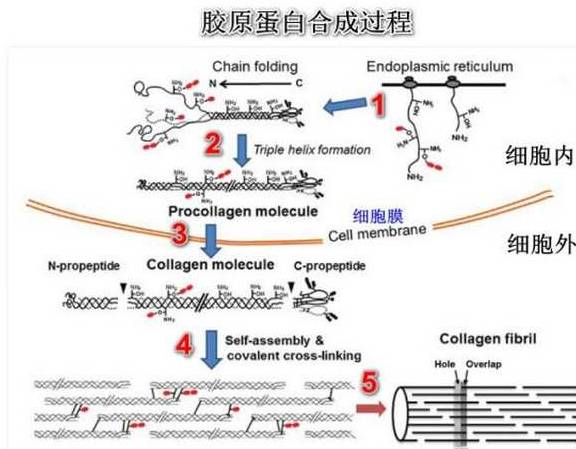 猪蹄美容靠谱吗蛋白质有3种