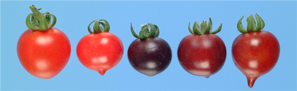 紫色西红柿，抗氧化剂和花青素的含量都大大提高