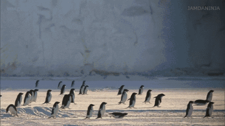 企鹅在北极野化失败的原因是什么？