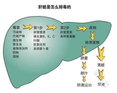 除了熬夜，还有这些行为在消耗肝脏！快看看护肝方式有哪些？