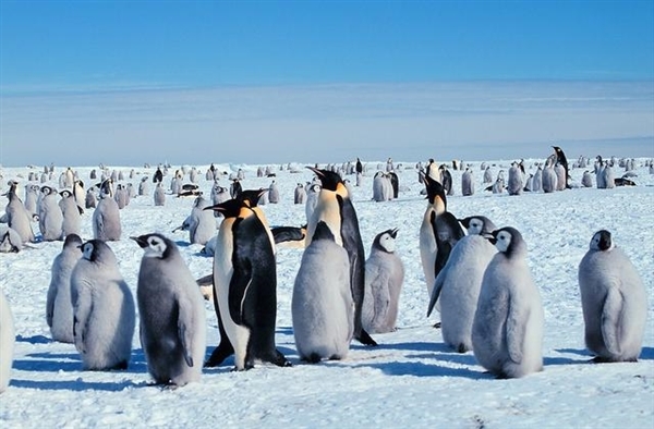 企鹅在北极野化失败的原因是什么？
