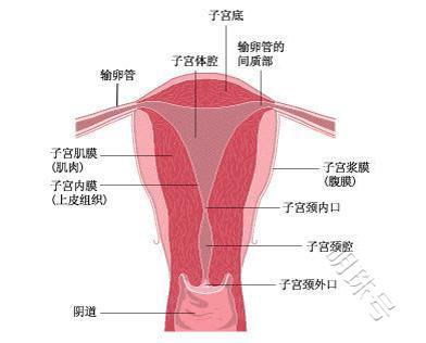 昆明送子鸟：子宫内膜多厚更有利于怀孕？