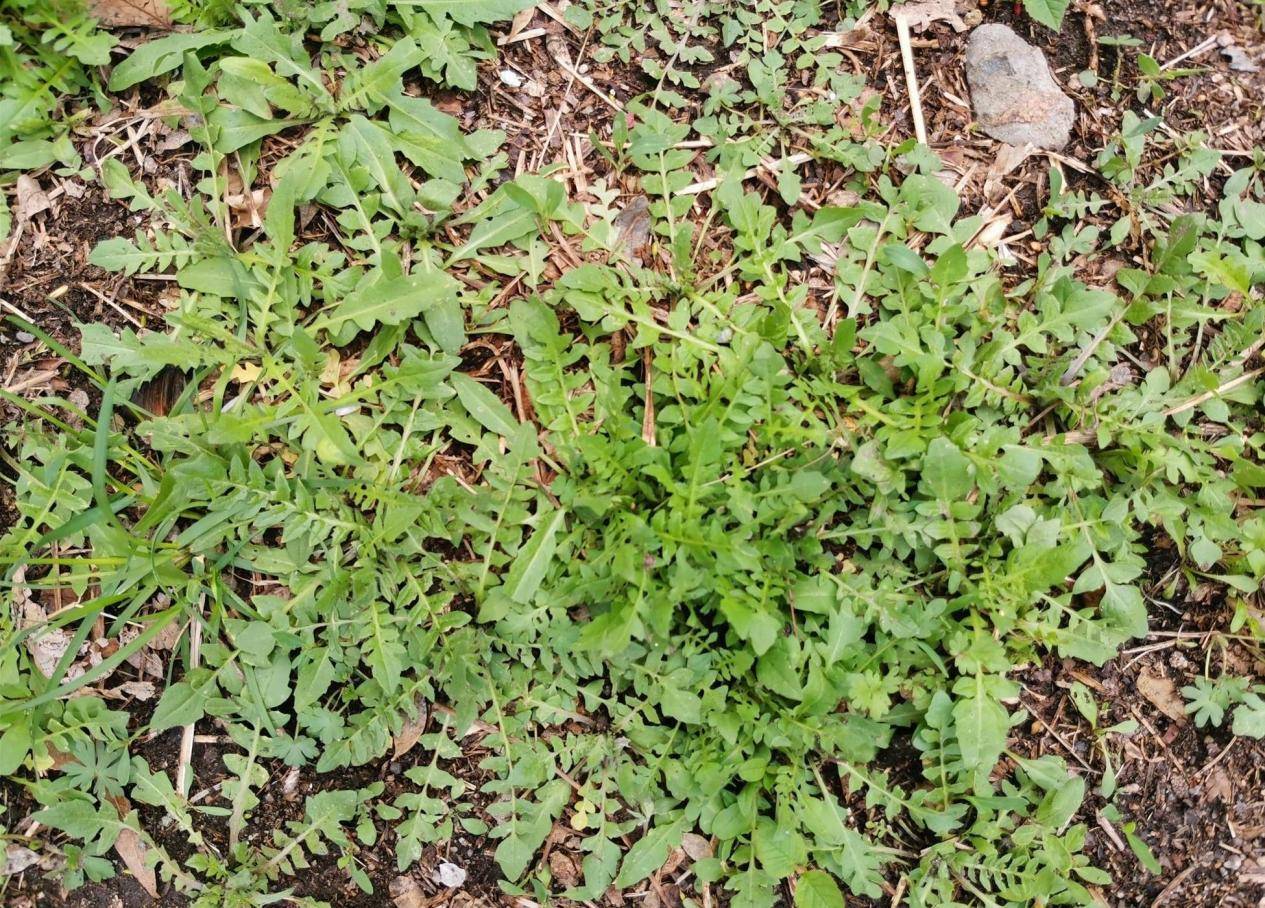 荠菜和辛辣食物的区别，不要再犯错误了