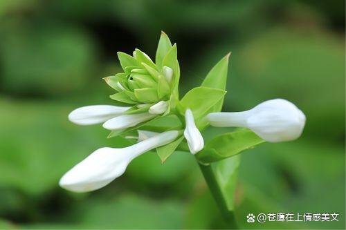 我在夜的辉煌里沉沦，再在光明的角落里存在，被动而渺小