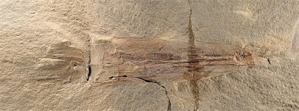 美国古生物学家发现最古老的幽灵蛸化石