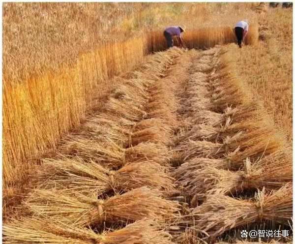 农村种地的感受