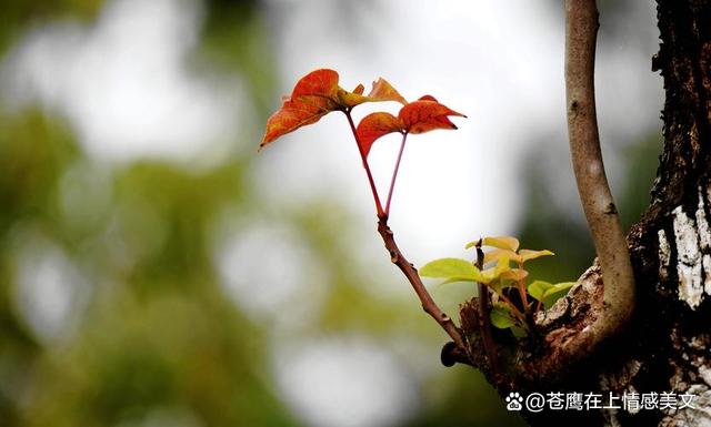 我在夜的辉煌里沉沦，再在光明的角落里存在，被动而渺小