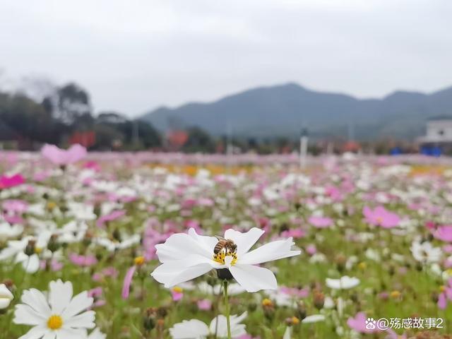 岁月中善待自己，在变老的路上善心不变，烦恼不增