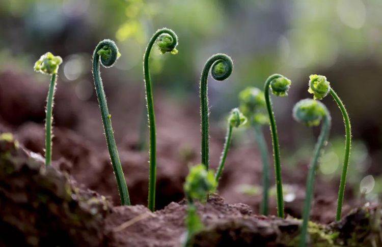 农村这10种野菜最鲜嫩，到了下个月就“老了”