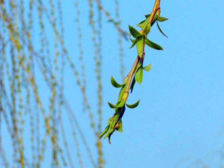 农村这10种野菜最鲜嫩，到了下个月就“老了”