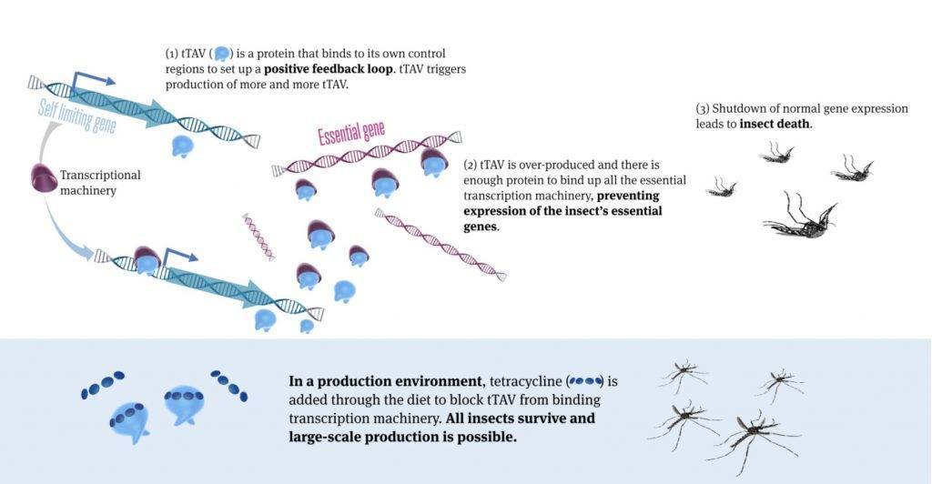 oxitech计划释放20亿只转基因蚊子来灭蚊