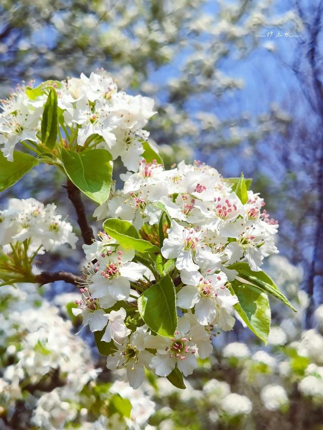 一树常春，逆转花开花落的规律