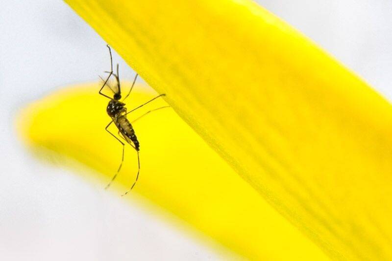 oxitech计划释放20亿只转基因蚊子来灭蚊