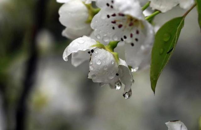 落花无悔，缘尽如水，轮回梨花白，带雨为了谁？