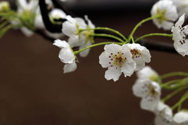 落花无悔，缘尽如水，轮回梨花白，带雨为了谁？