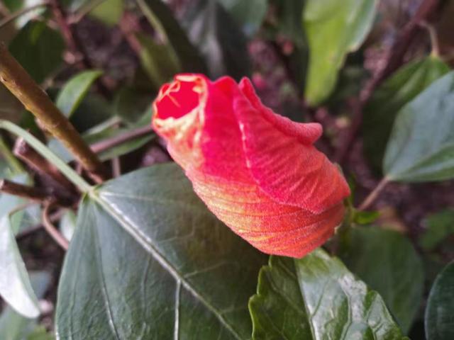 一朵花儿凋零了，会迎来下一个花骨朵。心心念念的人远去了