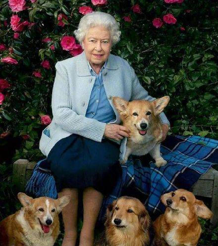 英国女王因病缺席英联邦日仪式或无法遛狗